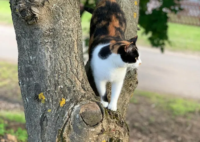 Matrai Kishaz Country house *